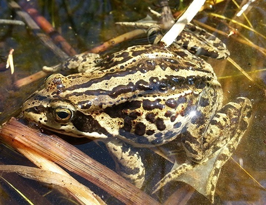 Picture of a siberian wood frog (Rana amurensis)