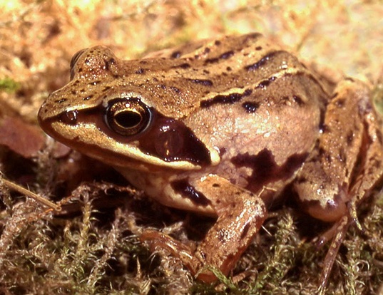 Picture of a moor frog (Rana arvalis)