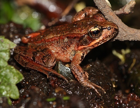 Picture of a northern red-legged frog (Rana aurora)