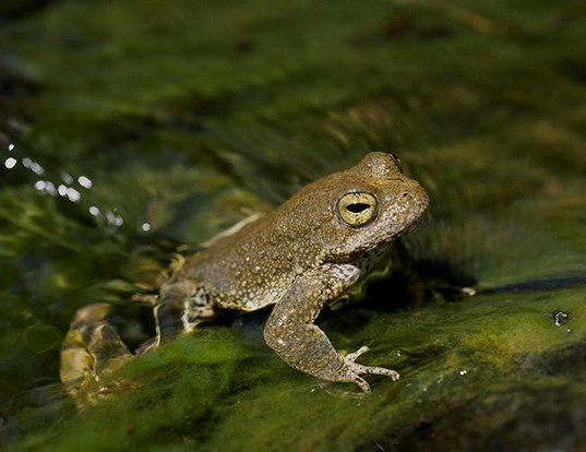 Picture of a yellow-legged frog (Rana boylii)