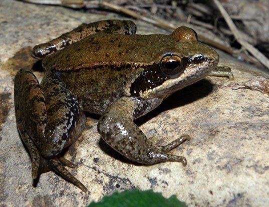 Picture of a iberian frog (Rana iberica)