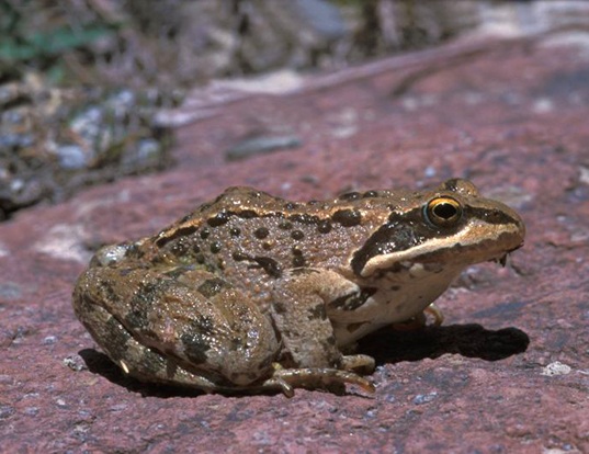 Picture of a brusa frog (Rana macrocnemis)