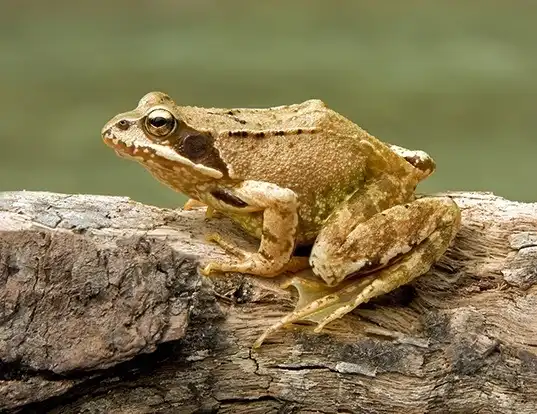 Picture of a european common frog (Rana temporaria)