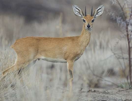 Picture of a steenbok (Raphicerus campestris)