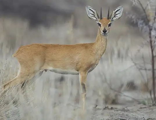 Picture of a steenbok (Raphicerus campestris)