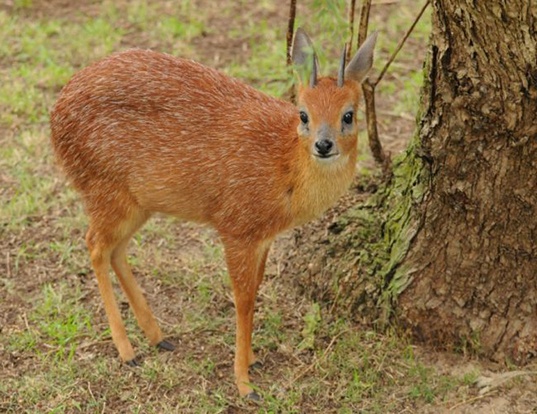Picture of a cape grysbok (Raphicerus melanotis)
