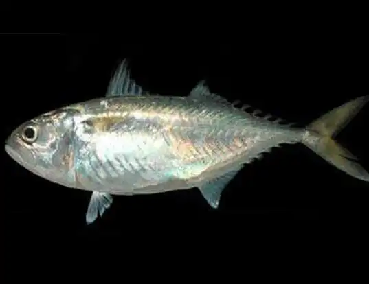 Picture of a short mackerel (Rastrelliger brachysoma)