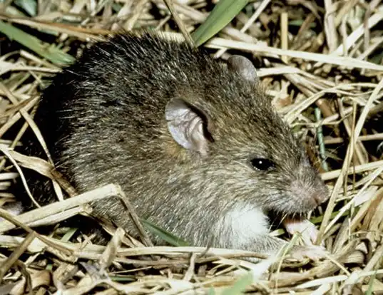 Picture of a polynesian rat (Rattus exulans)