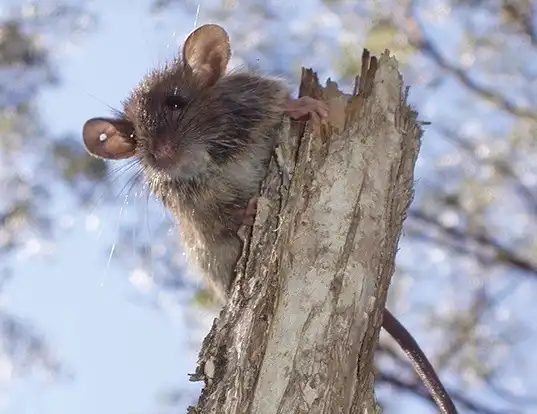 Picture of a bush rat (Rattus fuscipes)