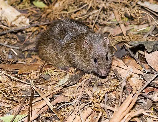 Picture of a australian swamp rat (Rattus lutreolus)