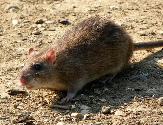 Picture of a brown rat (Rattus norvegicus)