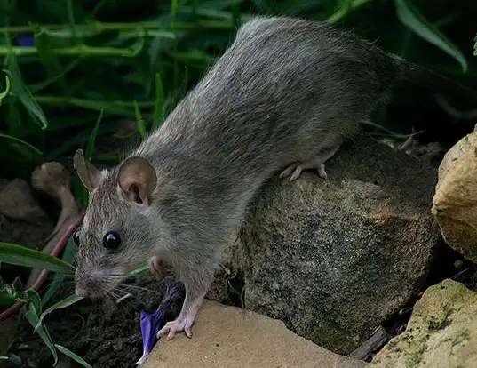 Picture of a house rat (Rattus rattus)