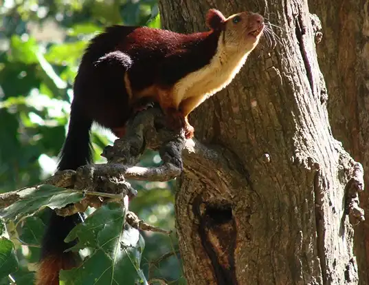 Picture of a indian giant squirrel (Ratufa indica)
