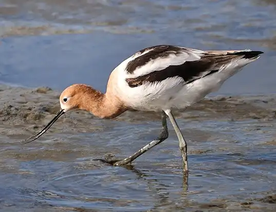 Picture of a american avocet (Recurvirostra americana)