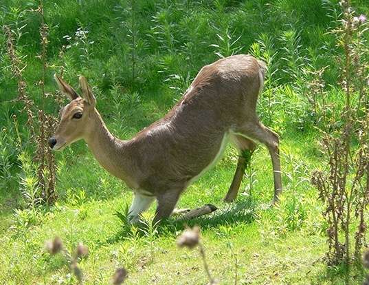 Picture of a mountain reedbuck (Redunca fulvorufula)