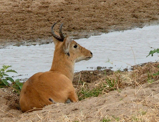 Picture of a bohor reedbuck (Redunca redunca)