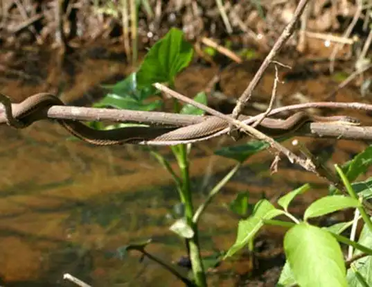 Picture of a queen snake (Regina septemvittata)