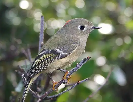 Picture of a ruby-crowned kinglet (Regulus calendula)