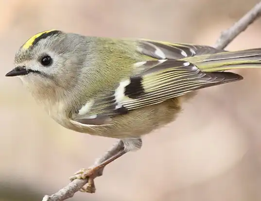 Picture of a goldcrest (Regulus regulus)