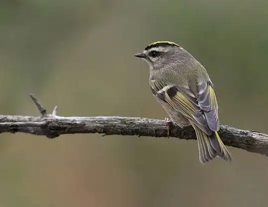 Picture of a golden-crowned kinglet (Regulus satrapa)