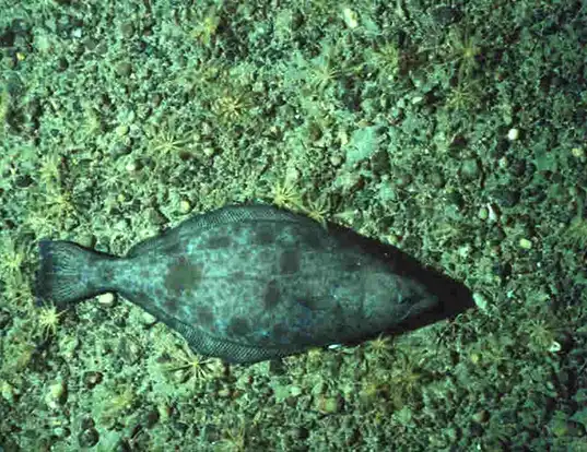 Picture of a greenland halibut (Reinhardtius hippoglossoides)