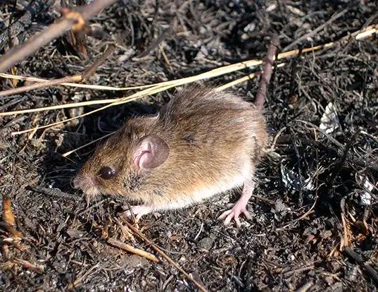 Picture of a eastern harvest mouse (Reithrodontomys humulis)