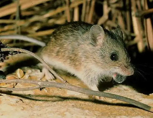 Picture of a southern marsh harvest mouse (Reithrodontomys megalotis)