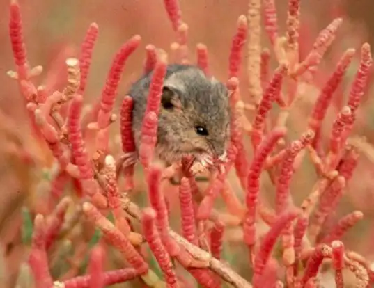 Picture of a saltmarsh harvest mouse (Reithrodontomys raviventris)