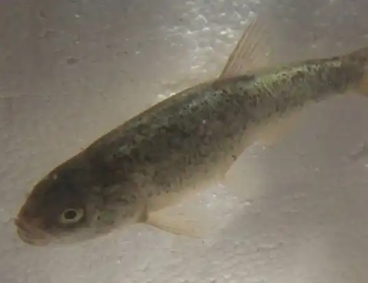 Picture of a relict dace (Relictus solitarius)