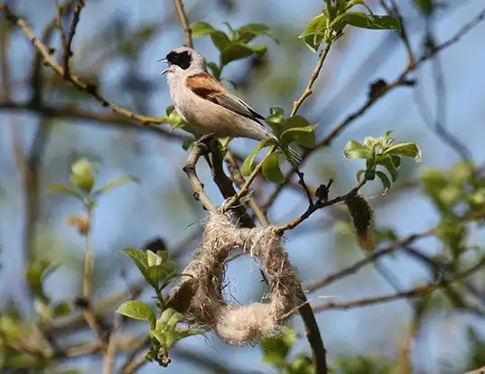 Picture of a eurasian penduline-tit (Remiz pendulinus)