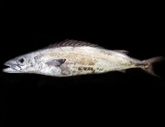 Picture of a gemfish (Rexea solandri)