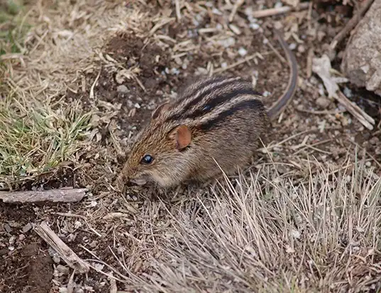 Picture of a four-striped grass mouse (Rhabdomys pumilio)