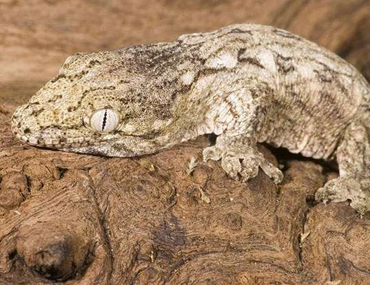 Picture of a new caledonia giant gecko (Rhacodactylus leachianus)
