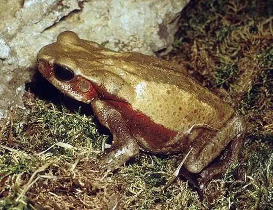 Picture of a colombian giant toad (Rhaebo blombergi)