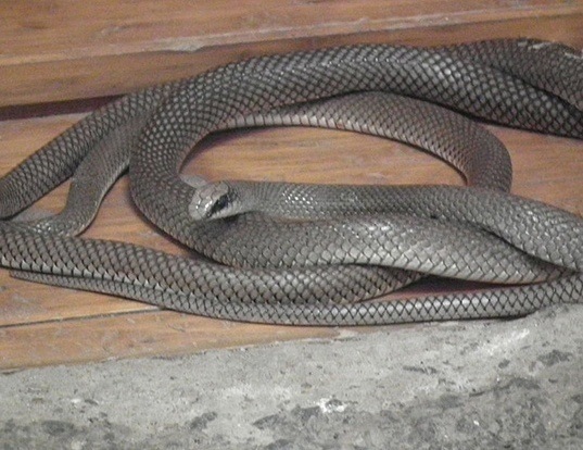 Picture of a rufous beaked snake (Rhamphiophis oxyrhynchus)