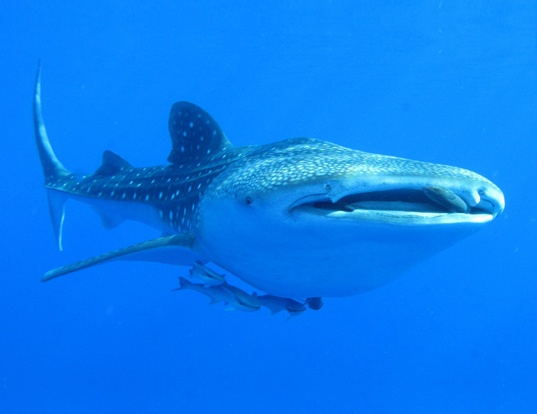 Picture of a whale shark (Rhincodon typus)