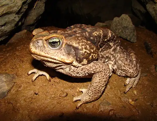 Picture of a cururu toad (Rhinella schneideri)