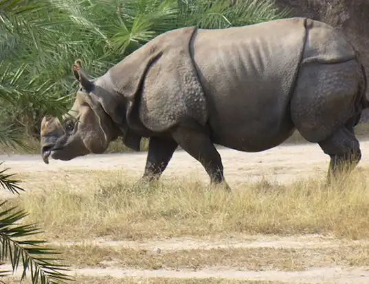 Picture of a javan rhinoceros (Rhinoceros sondaicus)