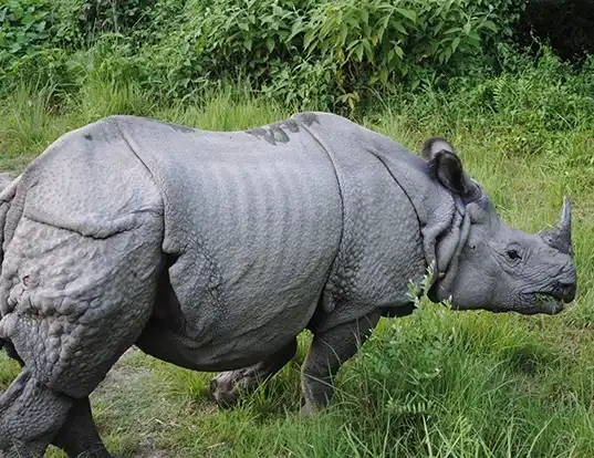 Picture of a indian rhinoceros (Rhinoceros unicornis)