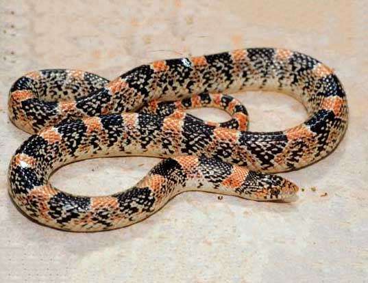 Picture of a long-nosed snake (Rhinocheilus lecontei)