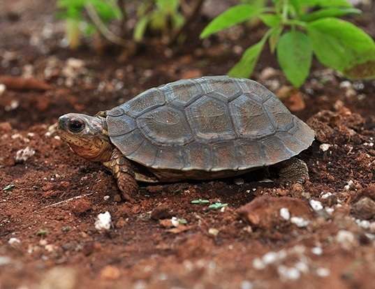 Picture of a furrowed wood turtle (Rhinoclemmys areolata)