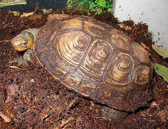 Picture of a central american wood turtle (Rhinoclemmys pulcherrima)