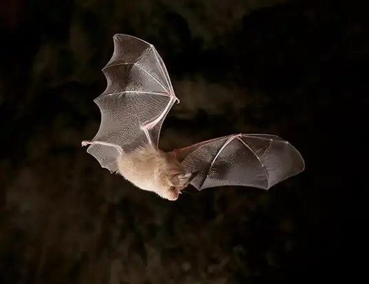 Picture of a greater horseshoe bat (Rhinolophus ferrumequinum)