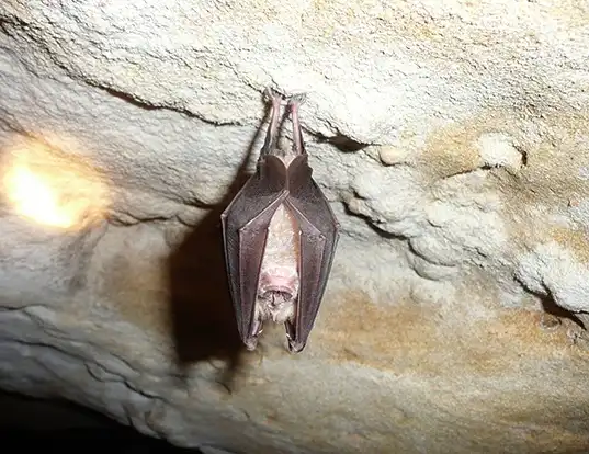 Picture of a lesser horseshoe bat (Rhinolophus hipposideros)