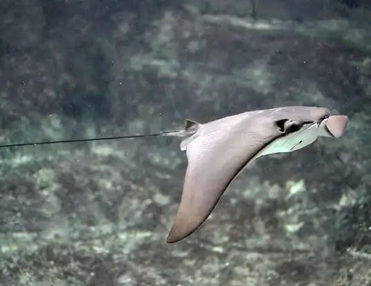 Picture of a cownose ray (Rhinoptera bonasus)