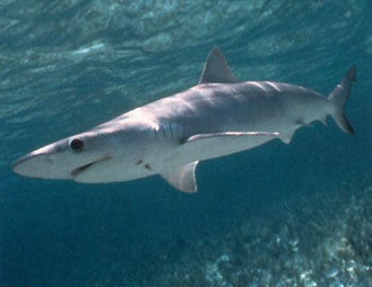 Picture of a atlantic sharpnose shark (Rhizoprionodon terraenovae)