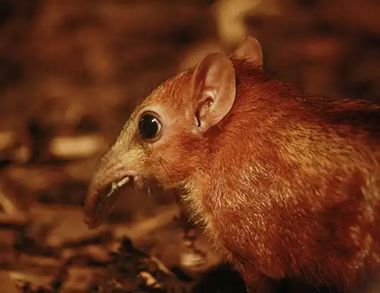 Picture of a chequered sengi (Rhynchocyon cirnei)