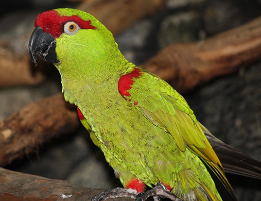 Picture of a thick-billed parrot (Rhynchopsitta pachyrhyncha)