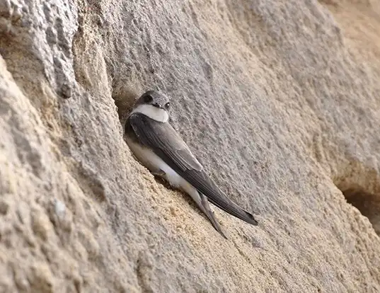 Picture of a bank swallow (Riparia riparia)