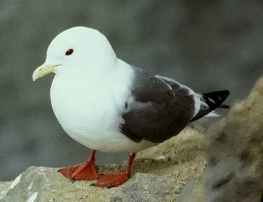 Picture of a red-legged kittiwake (Rissa brevirostris)